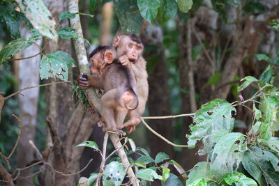 Long-tailed macaque, kinabatangan river, sabah, bornéo