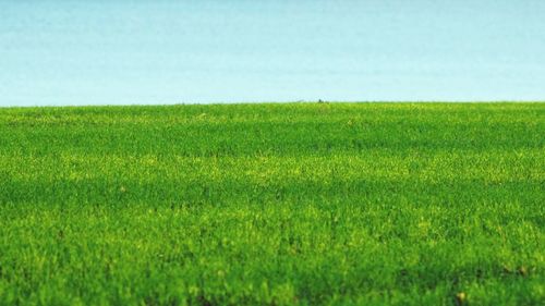 Scenic view of grassy field against clear sky