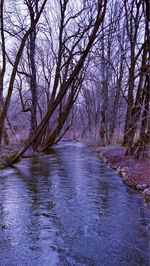 Bare trees in forest