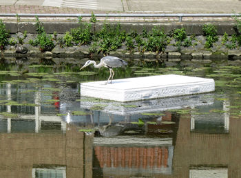 View of birds by the lake