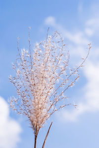 Low angle view of bare tree against sky