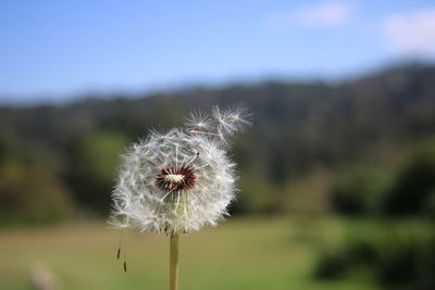 Close-up of dandelion flower on field