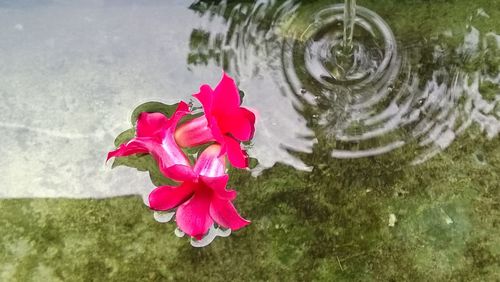 Close-up of pink flower blooming outdoors