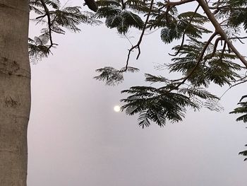 Low angle view of tree against clear sky