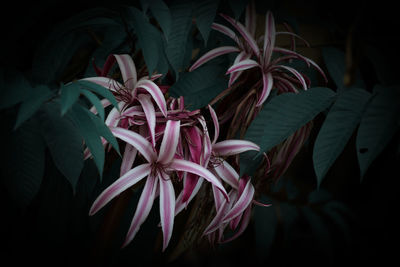 Close-up of pink flowering plants at night