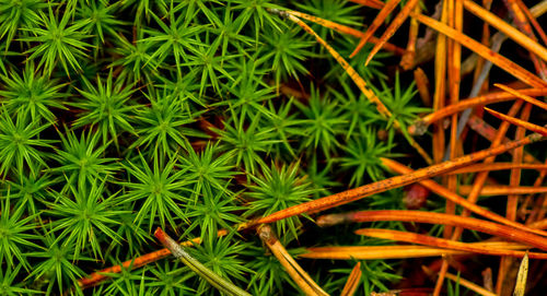 Close-up view of plants