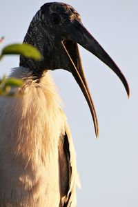 Close-up of a bird