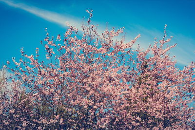 Low angle view of tree against blue sky