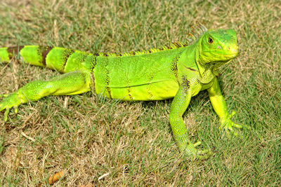 High angle view of green lizard on field