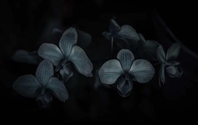 Close-up of flowering plant against black background