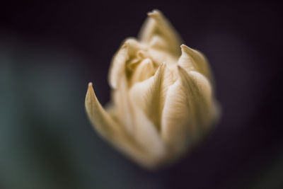 Close-up of white rose against black background