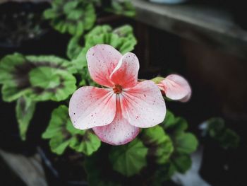 Close-up of pink flower