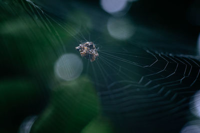 Spider on the web with green background.