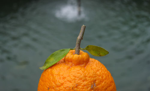 Close-up of orange fruit in water