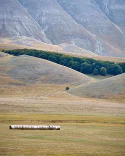 Scenic view of agricultural field