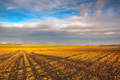 Scenic view of agricultural field against sky