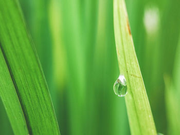 Close-up of insect on leaf