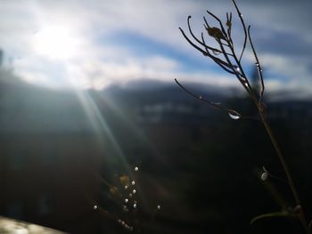 Close-up of wet plant against sky