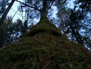 Low angle view of trees in forest against sky