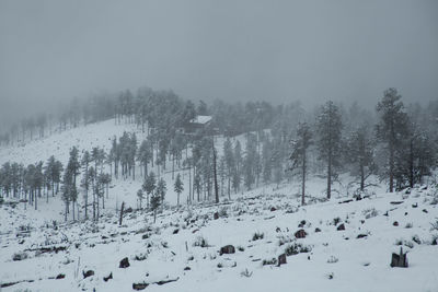 Trees on snow covered mountain against sky