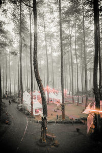 Road amidst trees in forest