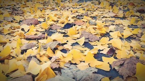 Leaves on ground