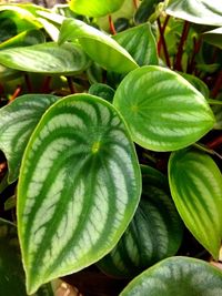 Full frame shot of green leaves
