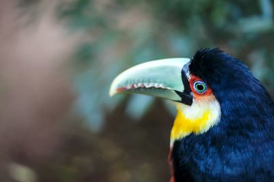 Close-up of bird