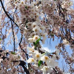 Low angle view of cherry blossoms blooming on tree