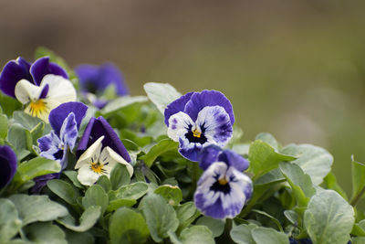 Close-up of purple flowering plants