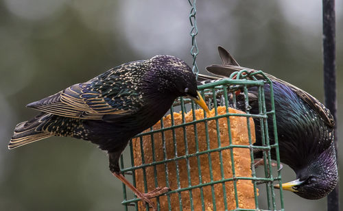 Close-up of bird perching on feeder