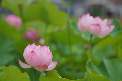 Close-up of pink flower