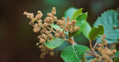 Close-up of flowering plant