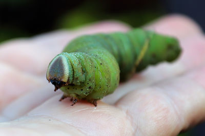 Macro of a poplar moth caterpillar being held in a hand.