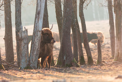 Graceful wanderer. majestic brown wild cow grazing in the early spring field