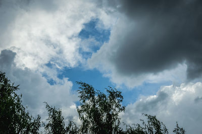 Low angle view of trees against sky