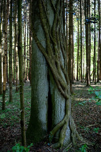 View of trees in forest