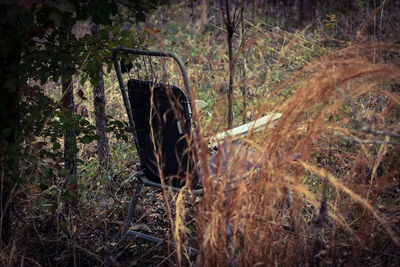 Horse cart by trees in forest