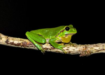 Close-up of green lizard on black background