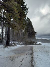Trees in forest during winter