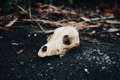 Close-up of animal skull on the ground