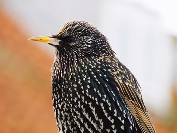 Close-up of bird perching