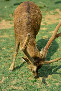 Deer in a field