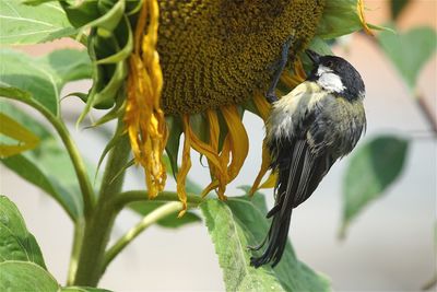 Close-up of bird perching on sunflower