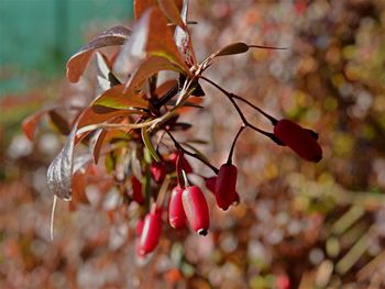 Close-up of red berries on tree