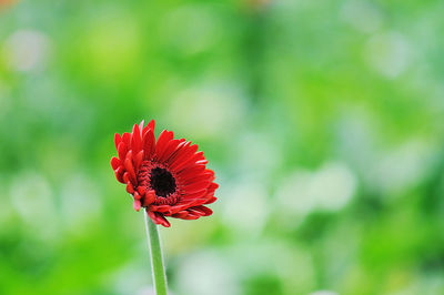 Close-up of red flower against blurred background