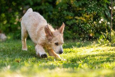 Dog running on field