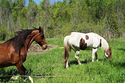 Horse grazing on field