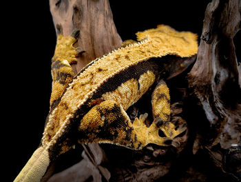 Close-up of lizard
