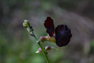 Close-up of fresh pink flower buds